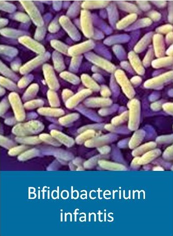 Bifidobacterium infantis - в составе Bio-In нового поколения, купить на NaturalBad.ru , +7 923 240 2575